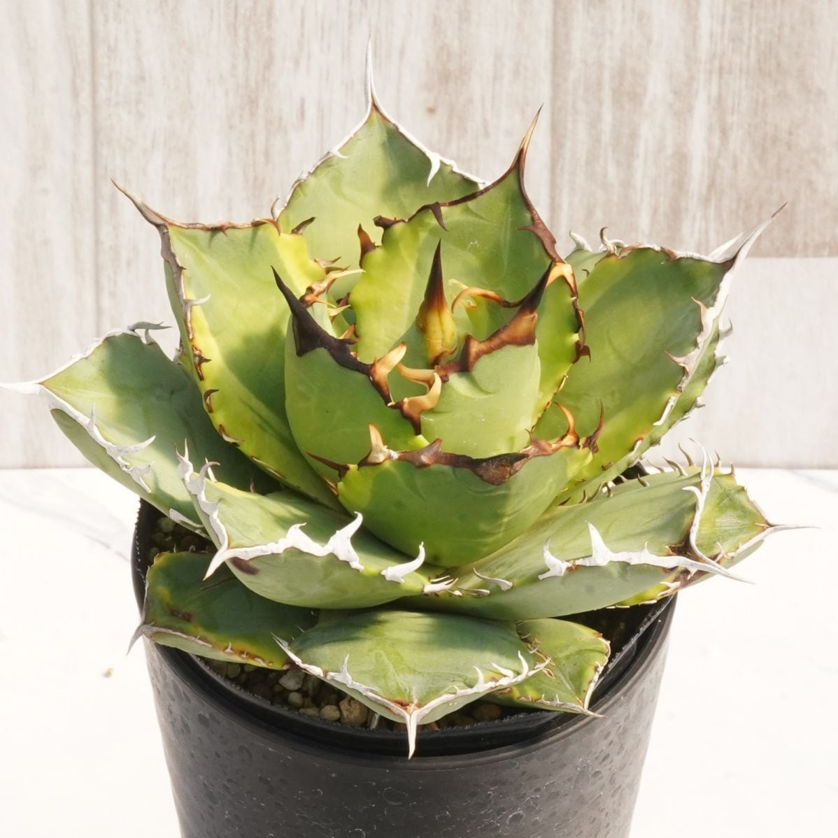 アガベ・チタノタ「バナナ・ピール」 3.5号鉢 | | チタノタ銘品