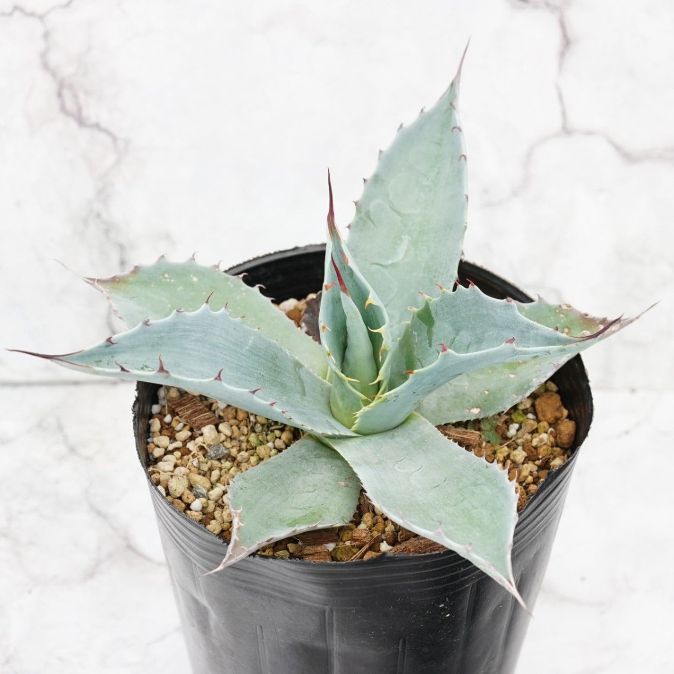 アガベ オバティフォリア オルカ（発根済み） アガベ オバティフォリア