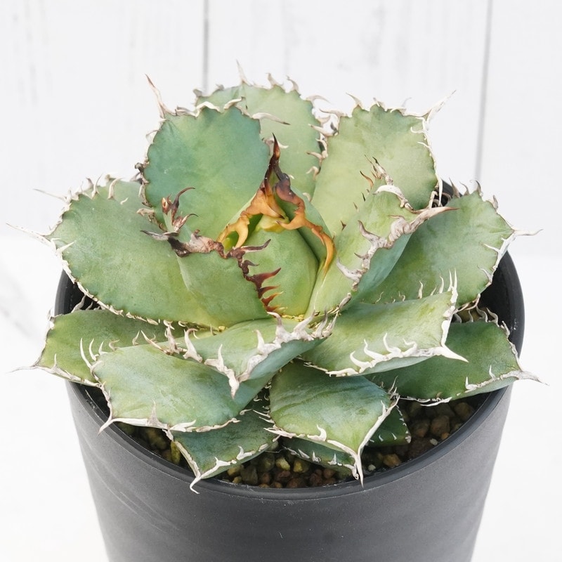 アガベ・チタノタ「フィリグリー」 3.5号鉢 | | チタノタ銘品シリーズ