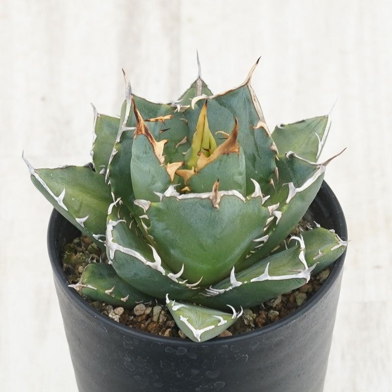 アガベ・チタノタ「三叉戟（トライデント）」 3.5号鉢 | | チタノタ銘