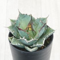 アガベ・チタノタ「レッドキャット・ウィーズル」 3.5号鉢