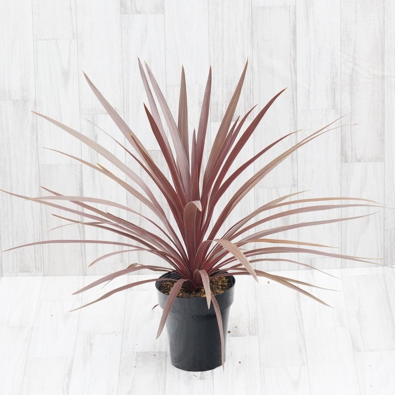 コルジリネ「レッドスター」5号鉢 | | ドライガーデンプランツ | 四国