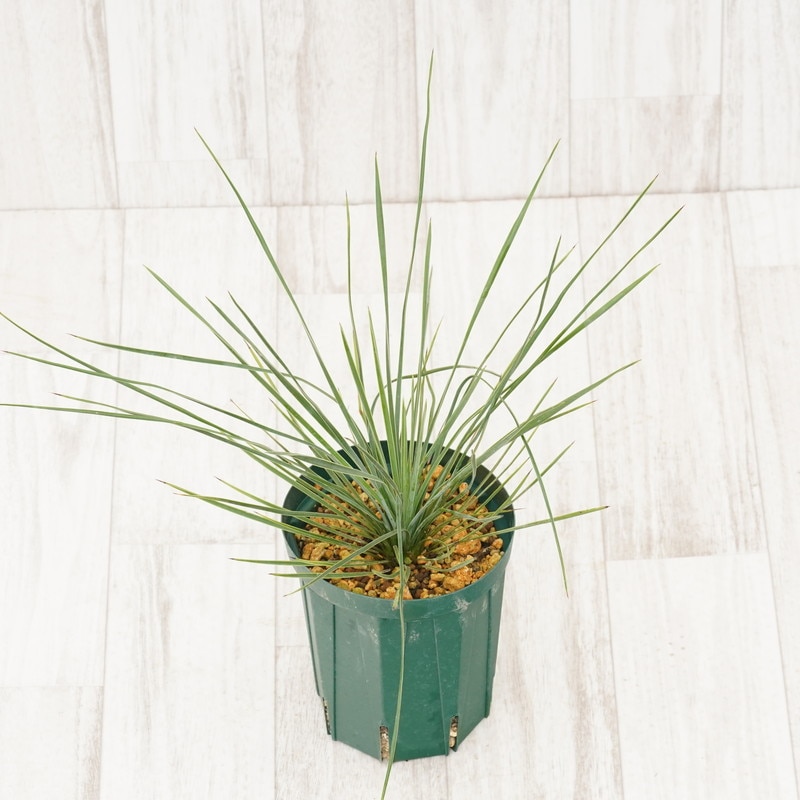 ユッカ・リネアリフォリア「リニア・リーフ」 4号スリット鉢