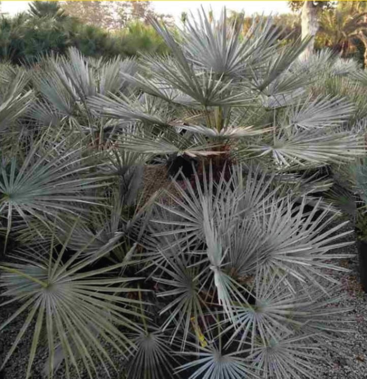 チャメロプス・フミリス・セリフェラ 7号鉢 | | ドライガーデン