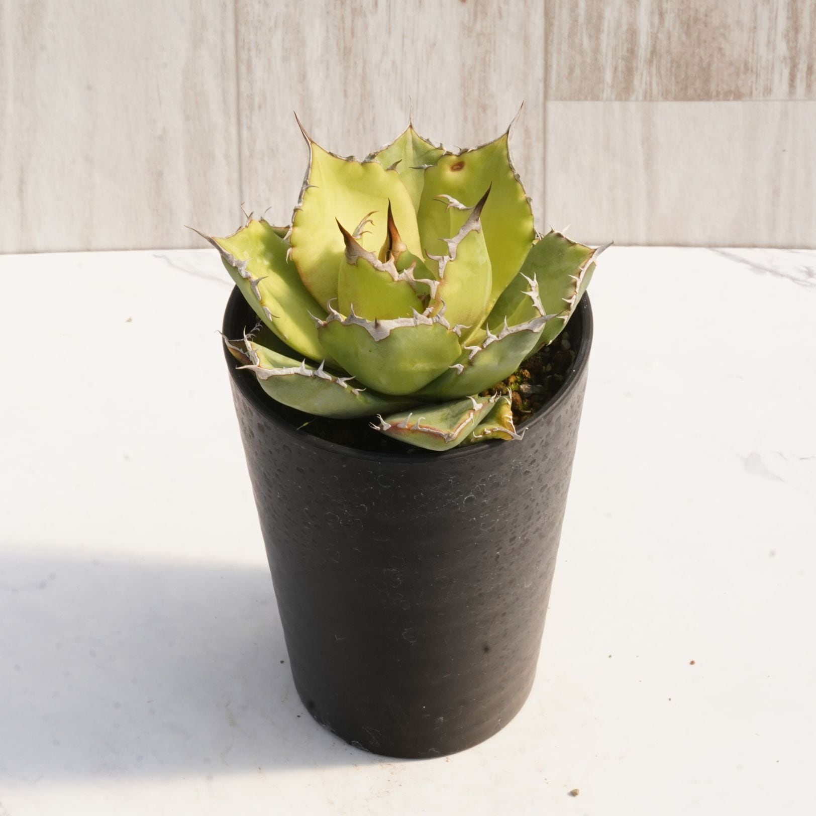 アガベ・チタノタ「猫爪（キャッツ・パウ）」 3.5号鉢 中株