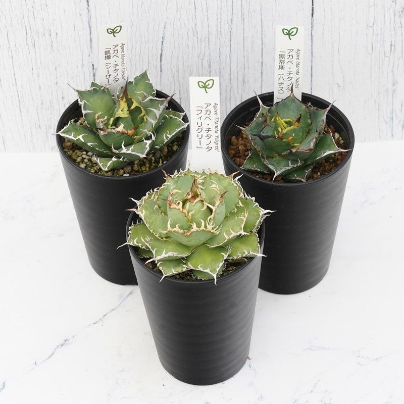 アガベ チタノタ銘品3種セット（シーザー・フィリグリー・ハデス）3.5