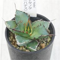アガベ・チタノタ「凱撒（シーザー）」 4.5号鉢 | | チタノタ銘品