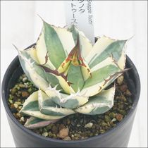 アガベ・チタノタ 海王 3.5号鉢 | | チタノタ銘品シリーズ | 四国