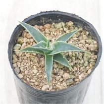 アガベ・オバティフォリア フロスティーブルー5号ポット | | アガベ