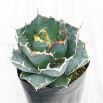 アガベ チョイス ※コロラータハイブリッド 3号ロングポット | | アガベ