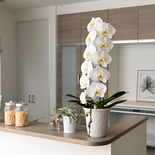 願掛け胡蝶蘭】 白 1本立ち 10輪以上（つぼみ含む）ラッピング付き