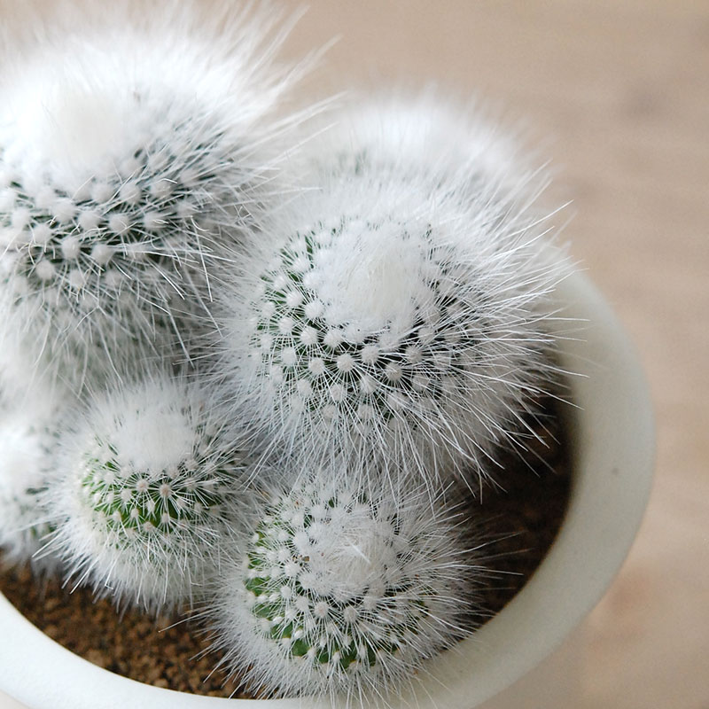 Parodia 白閃小町 x 石川若彦さんの器 | 多肉植物の専門店 solxsol