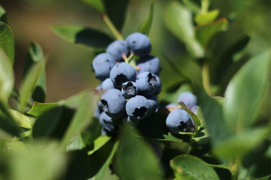 3種のジャムセット | 星野果樹園 【 北海道 スロウなお買い物 ～slowly