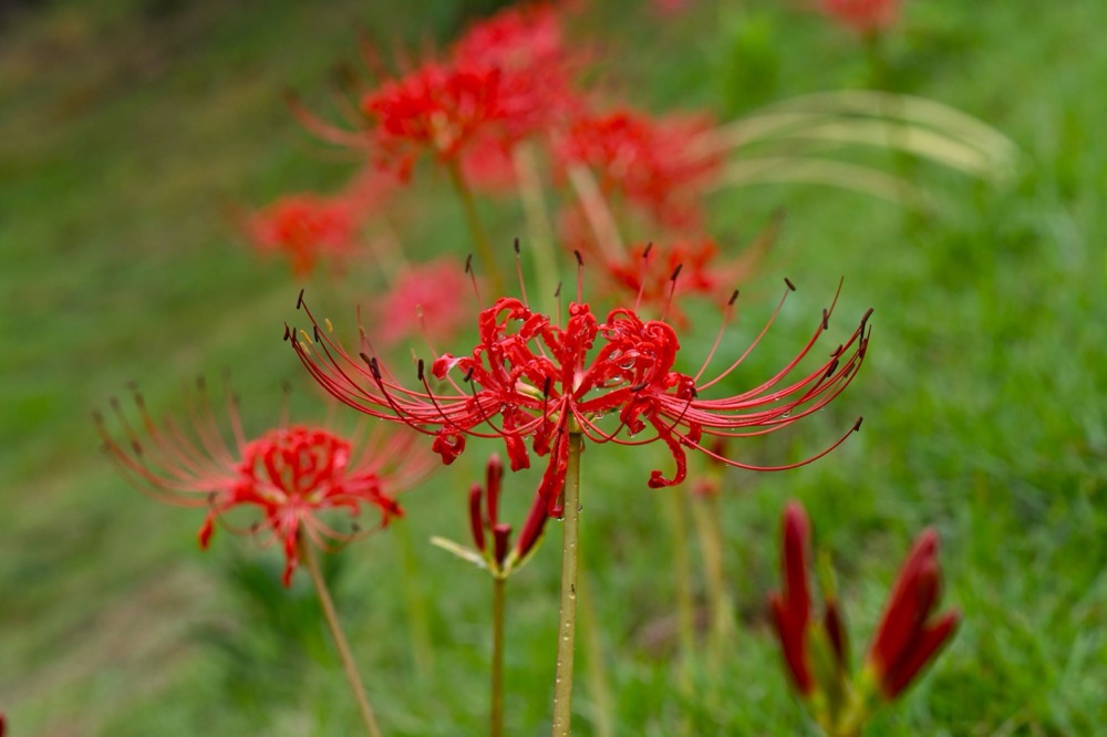 ヒガンバナ（ヒガンバナ科） | 見ごろの植物