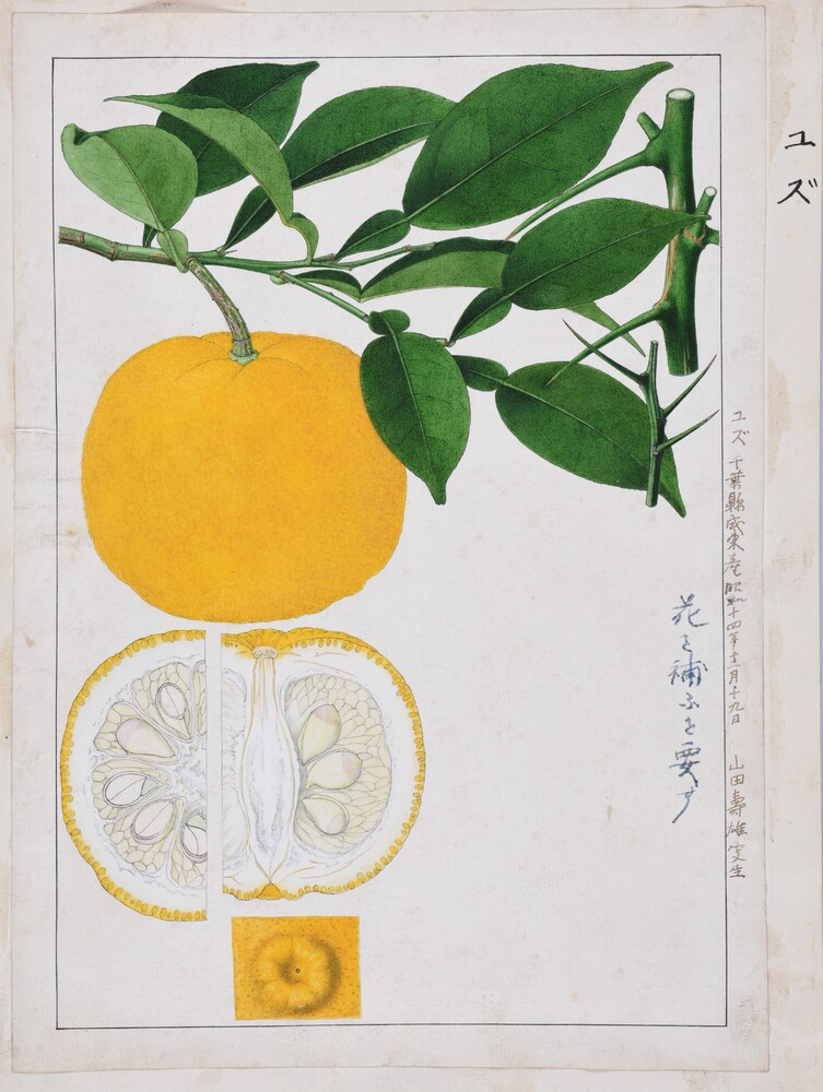 ユズ（ミカン科） | 見ごろの植物