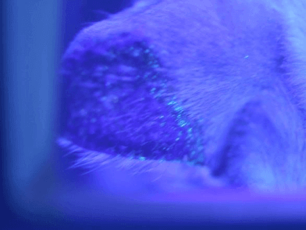 犬猫の皮膚検査って何するの？ | どうぶつの皮膚科・耳科・アレルギー科