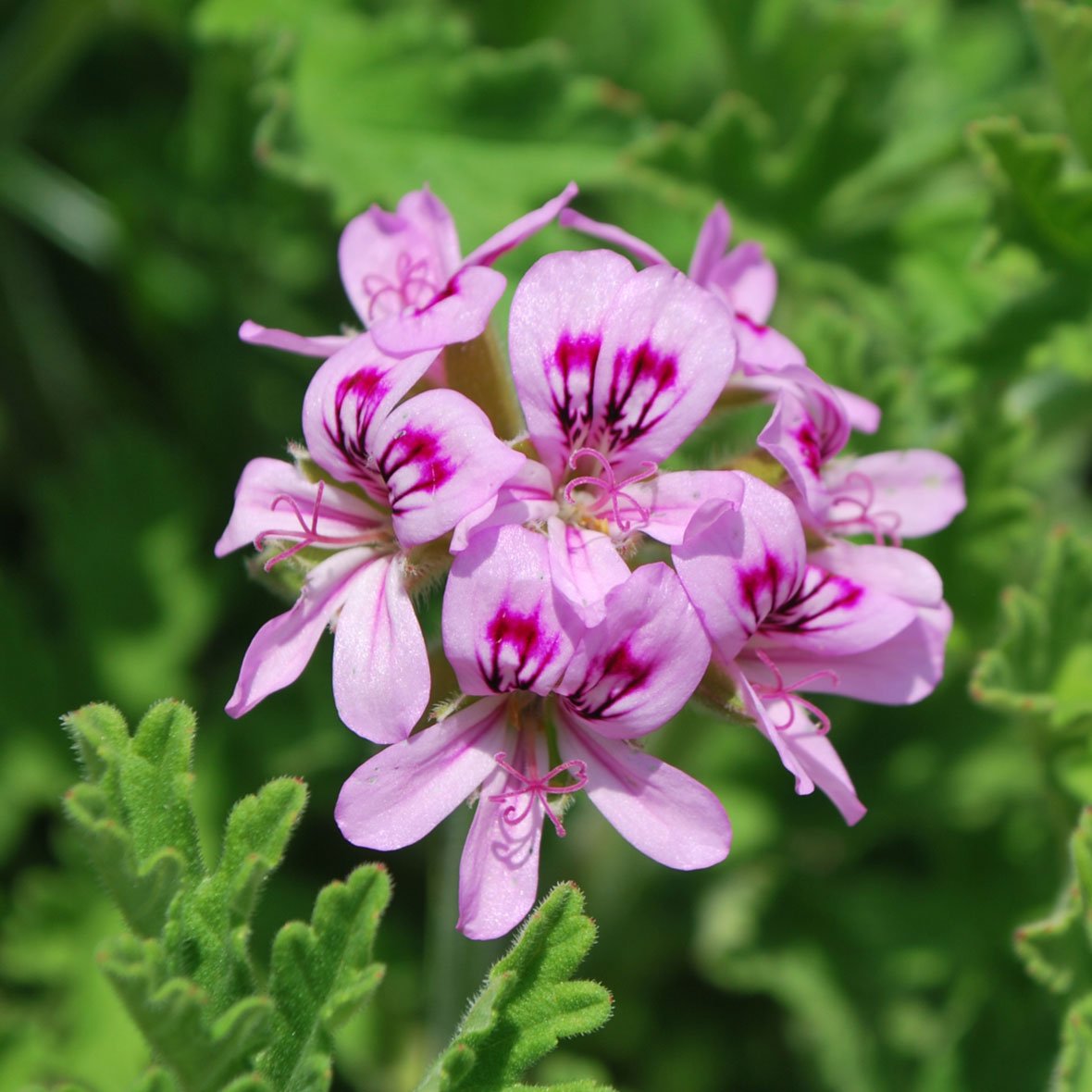 ゼラニウムブルボンアロマ精油（天然エッセンシャルオイル）5ml