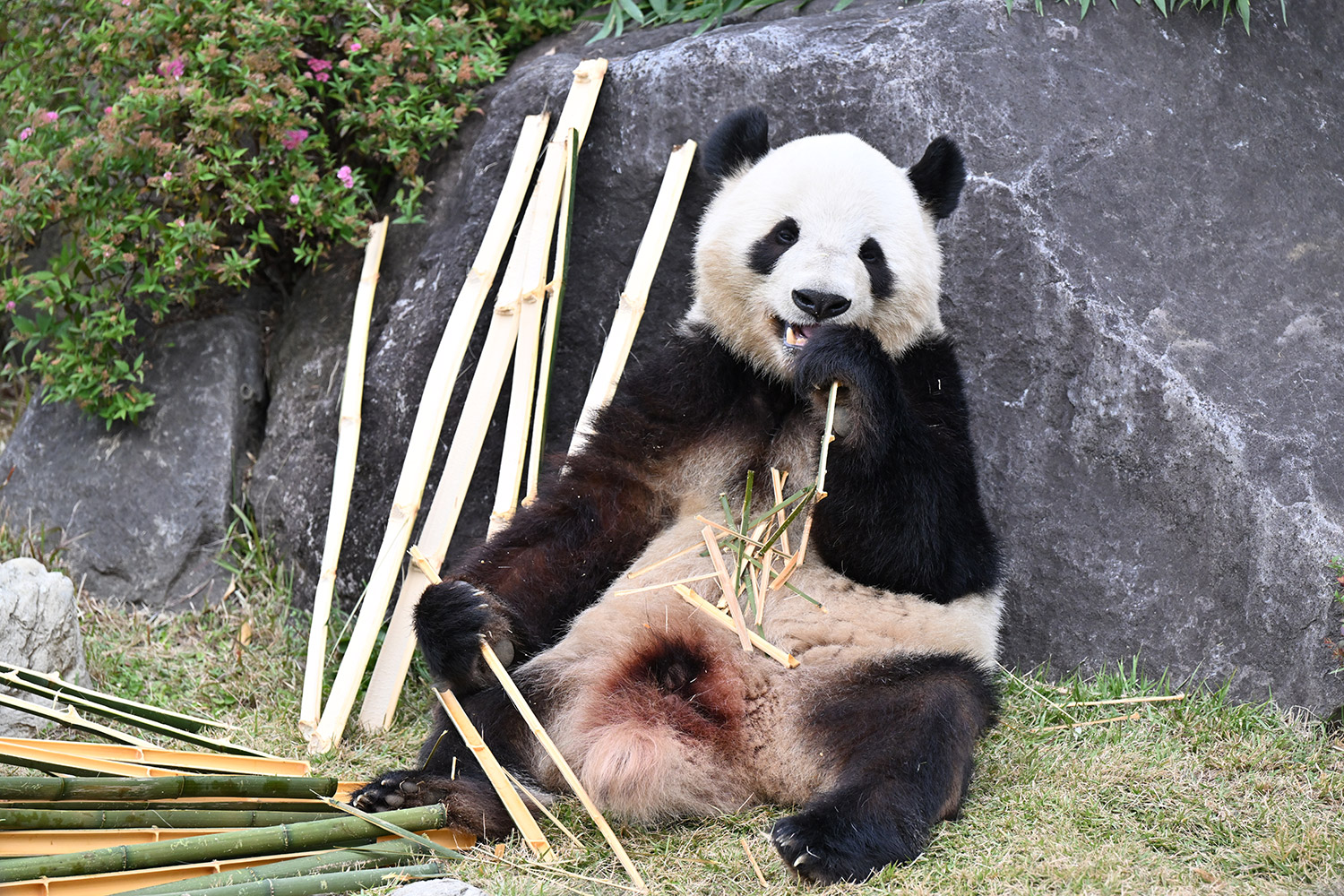 今日のパンダ（4013日目）