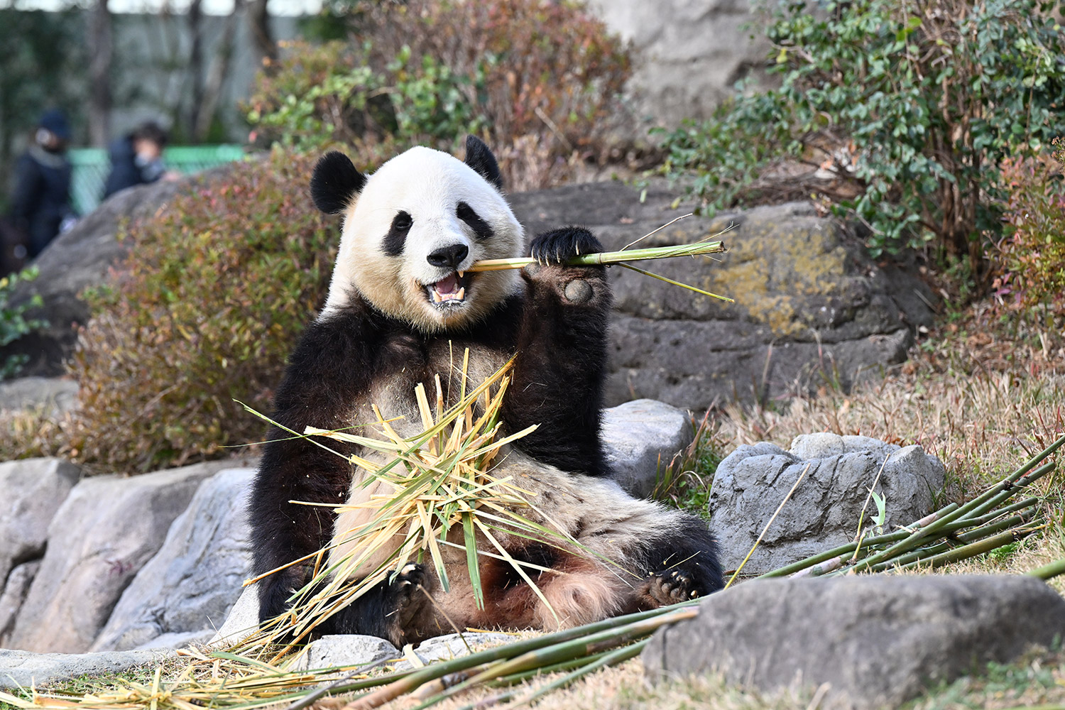 今日のパンダ（4035日目）