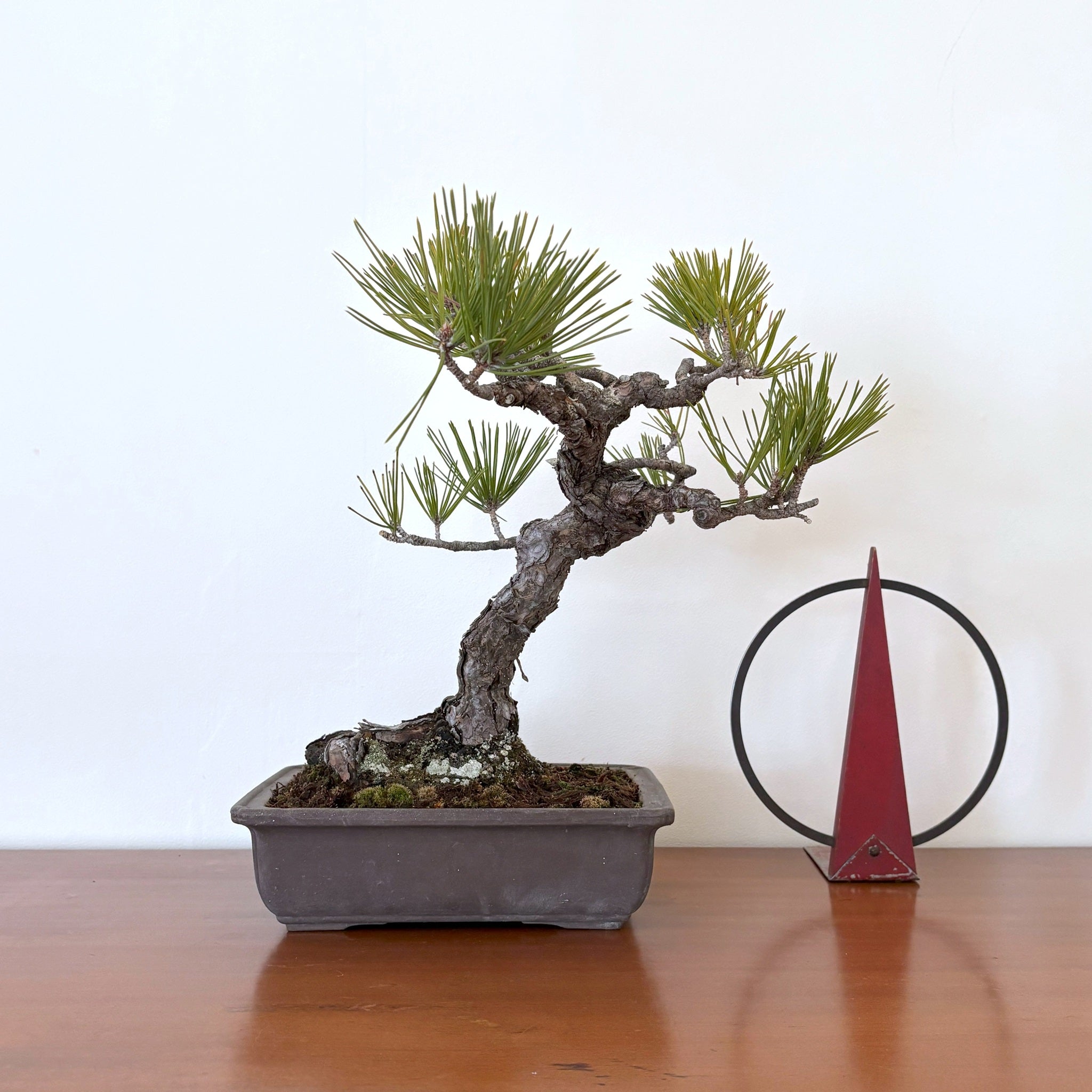 Re‑盆栽〈黒松・重厚素焼長方鉢〉【卓上盆栽｜陶器鉢｜北欧×和