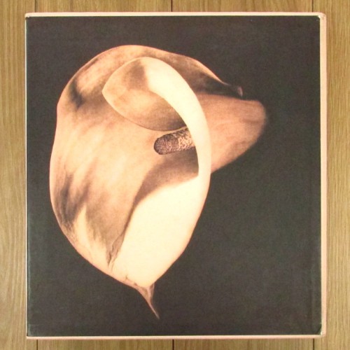 Pistils / ロバート・メイプルソープ写真集