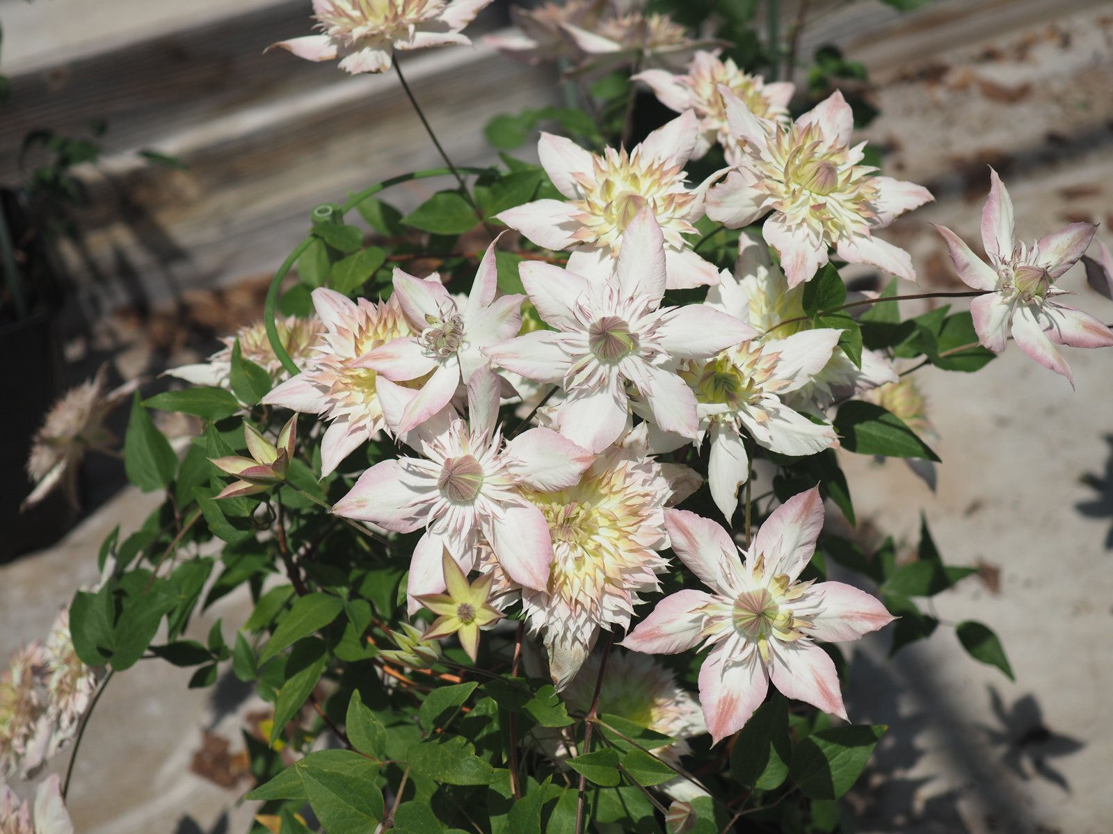 五弓桃万重 - 京都・洛西 まつおえんげい