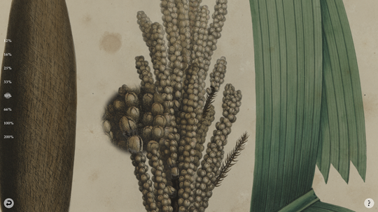 博物図譜とデジタルアーカイブ: デジタルアーカイブ