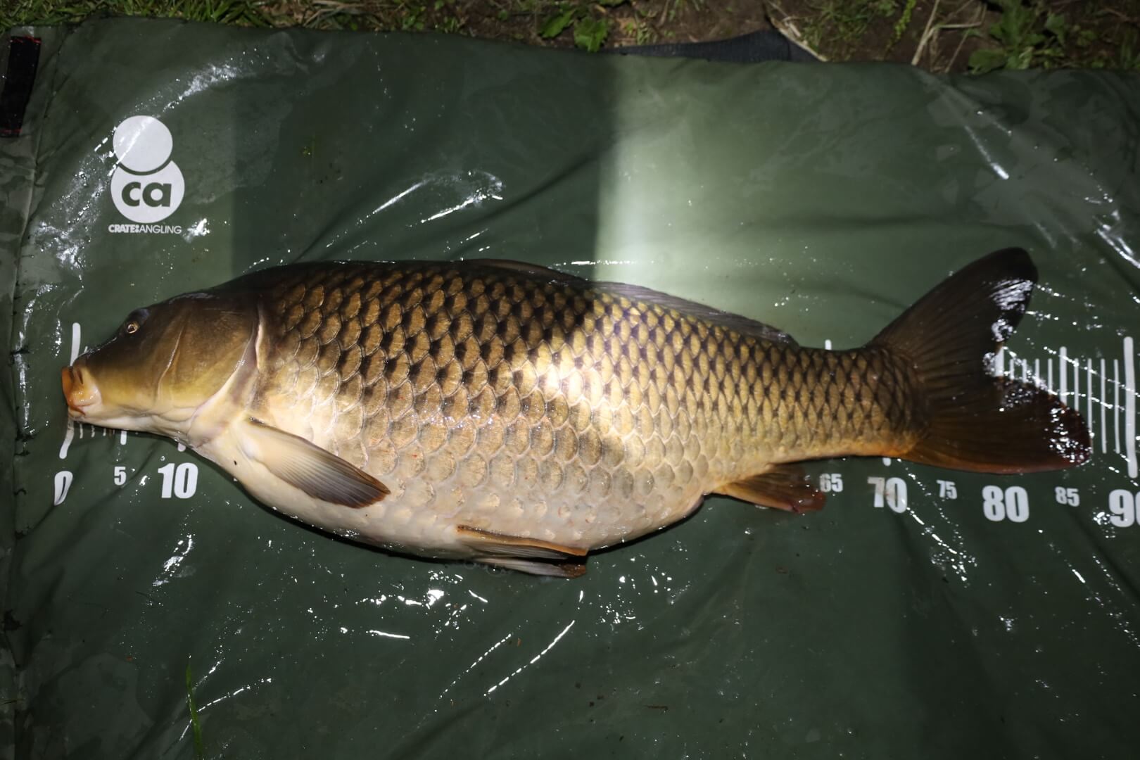 2025年05月07日（水曜日）｜コイ｜茨城県 – 那珂川｜｜フィールド