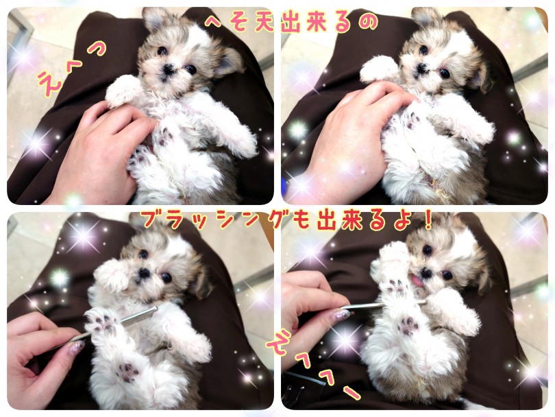 MIX 】パパはチワワ！ママはマルチーズ×トイプードル！激レアオンリー