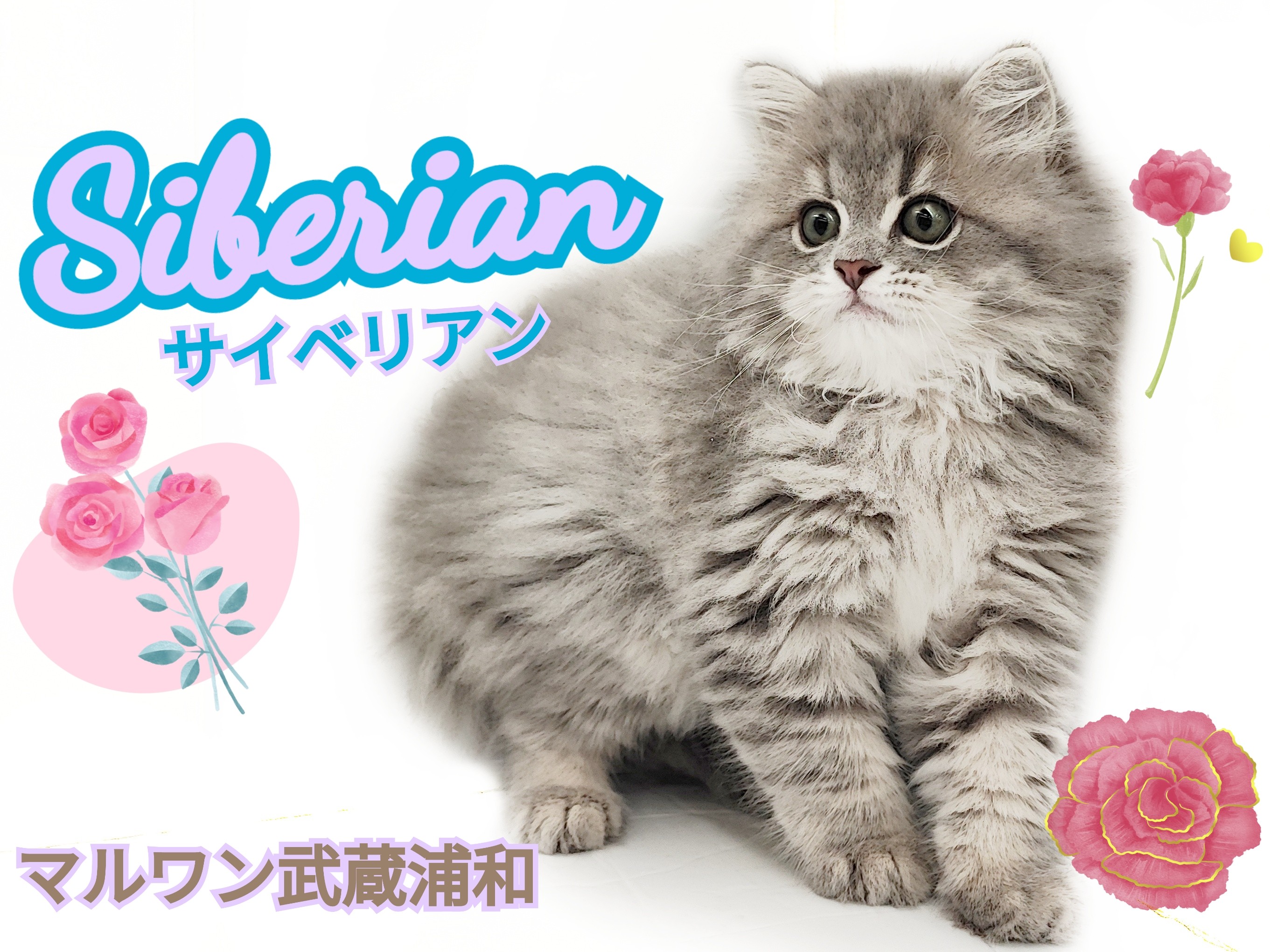 サイベリアン 】魅惑のもふもふボディ！上品なお膝猫ちゃん登場
