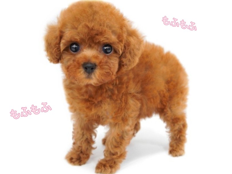 トイプードル 】ぬいぐるみ級のかわいさ！もふもふ垂れ目の華麗なる