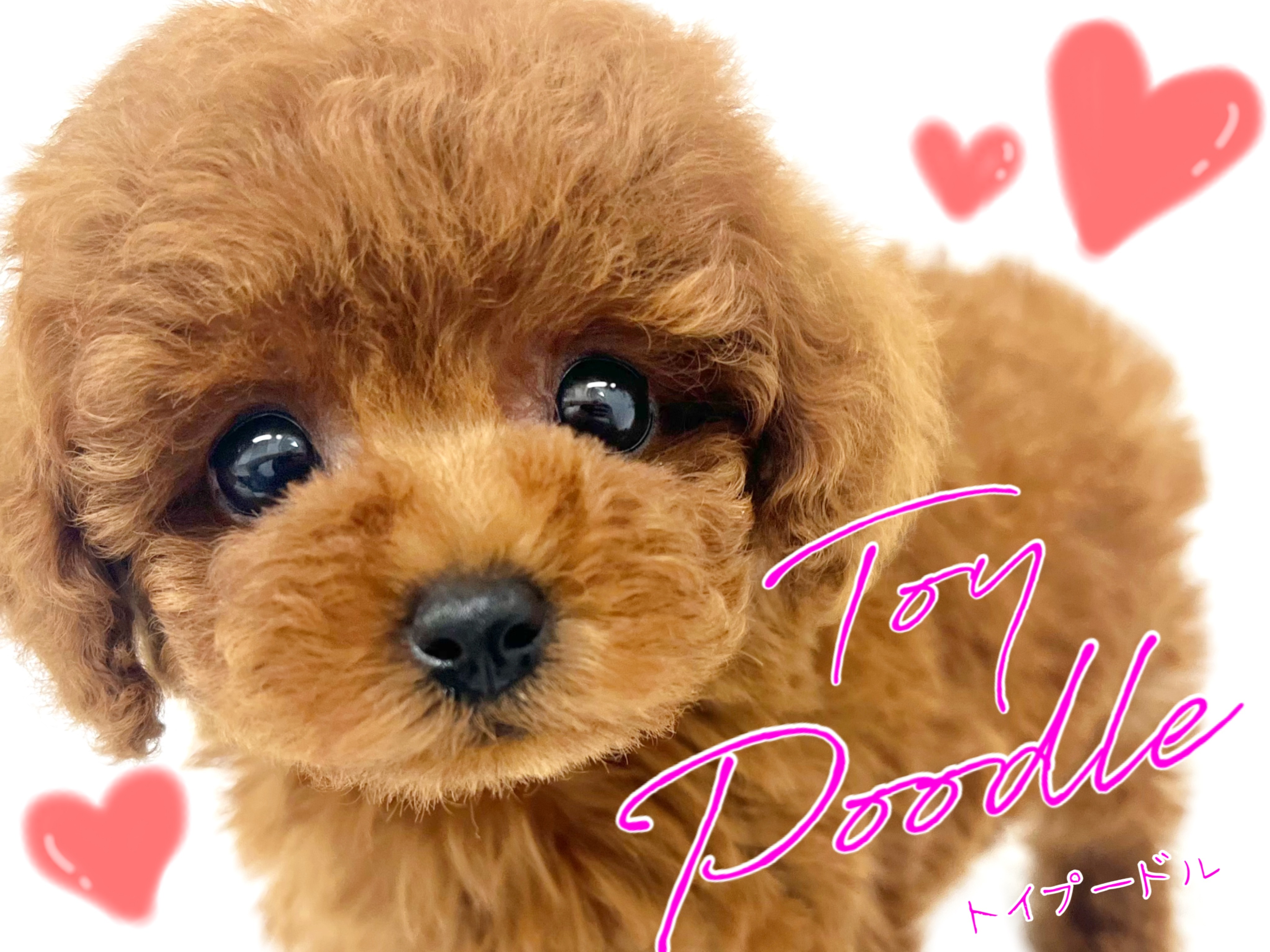 トイプードル 】圧倒的テディベア！誰もが認める国民的アイドル