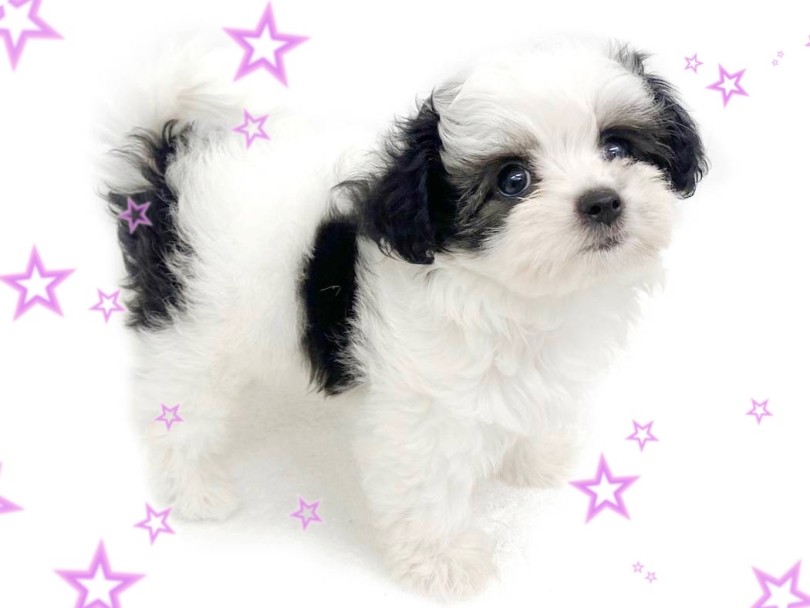 パネルのみ❤ヨーキー シーズー マルチーズ チワワ トイプードル