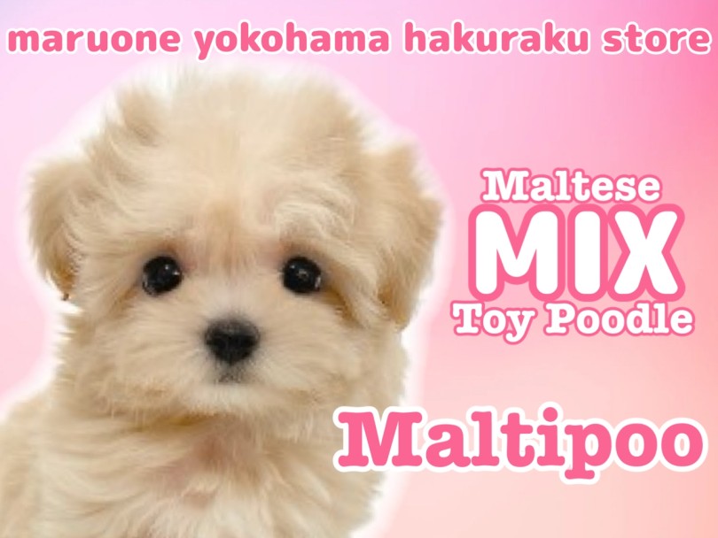MIX 】マルチーズとトイプードルの最強MIX！大人気マルプー登場