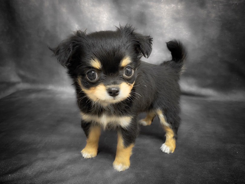 チワワ 】王道＆レベチ！国宝級の可愛さを持つチワワちゃん