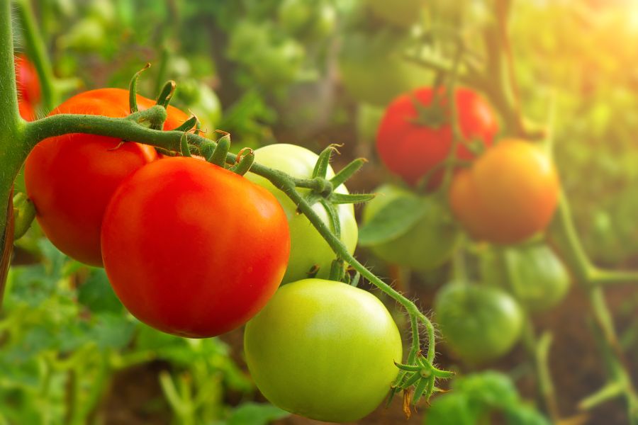 Planting Tomatoes in the Garden | Armstrong Garden Centers