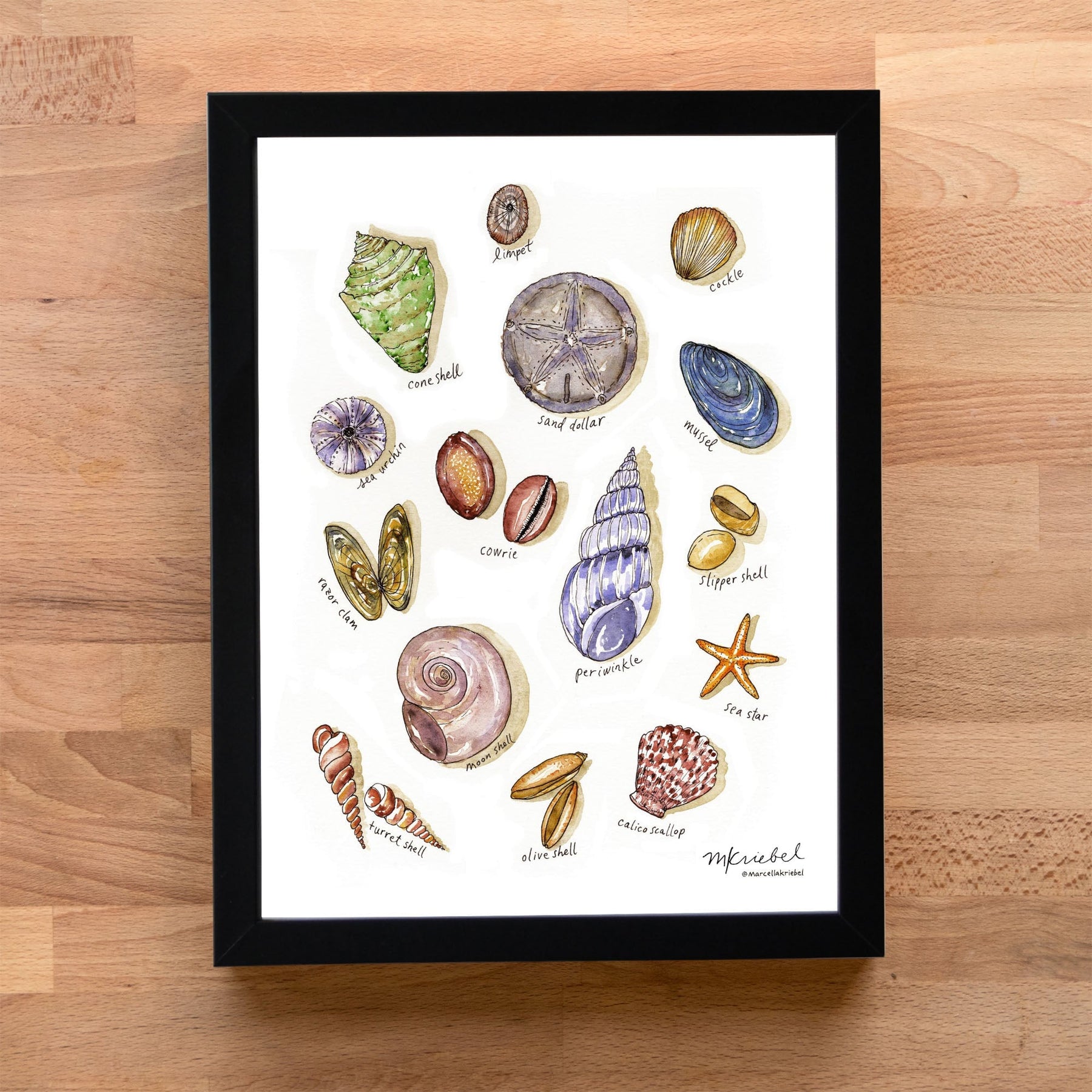 SeashellsBlackAcrylicFrameWood