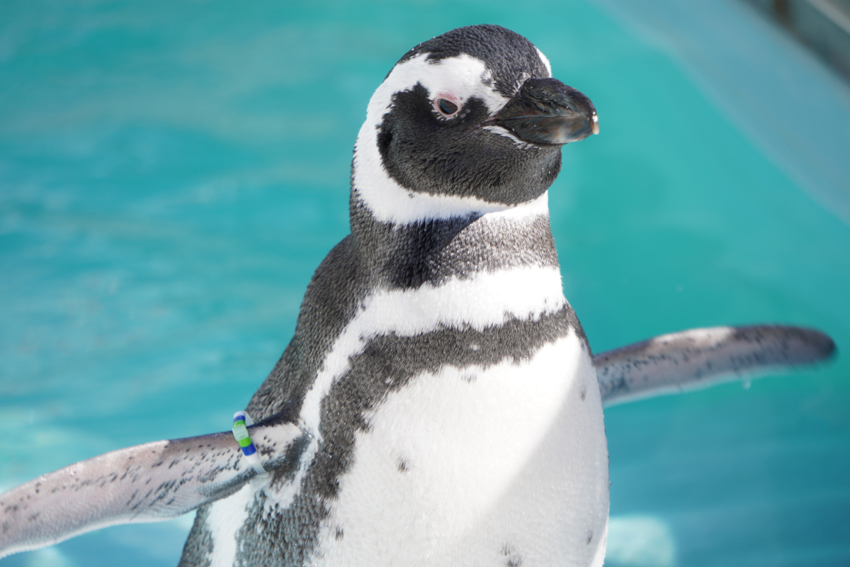 まれまれ生き物図鑑】水族館で出会えるペンギンたちの紹介 コウペン