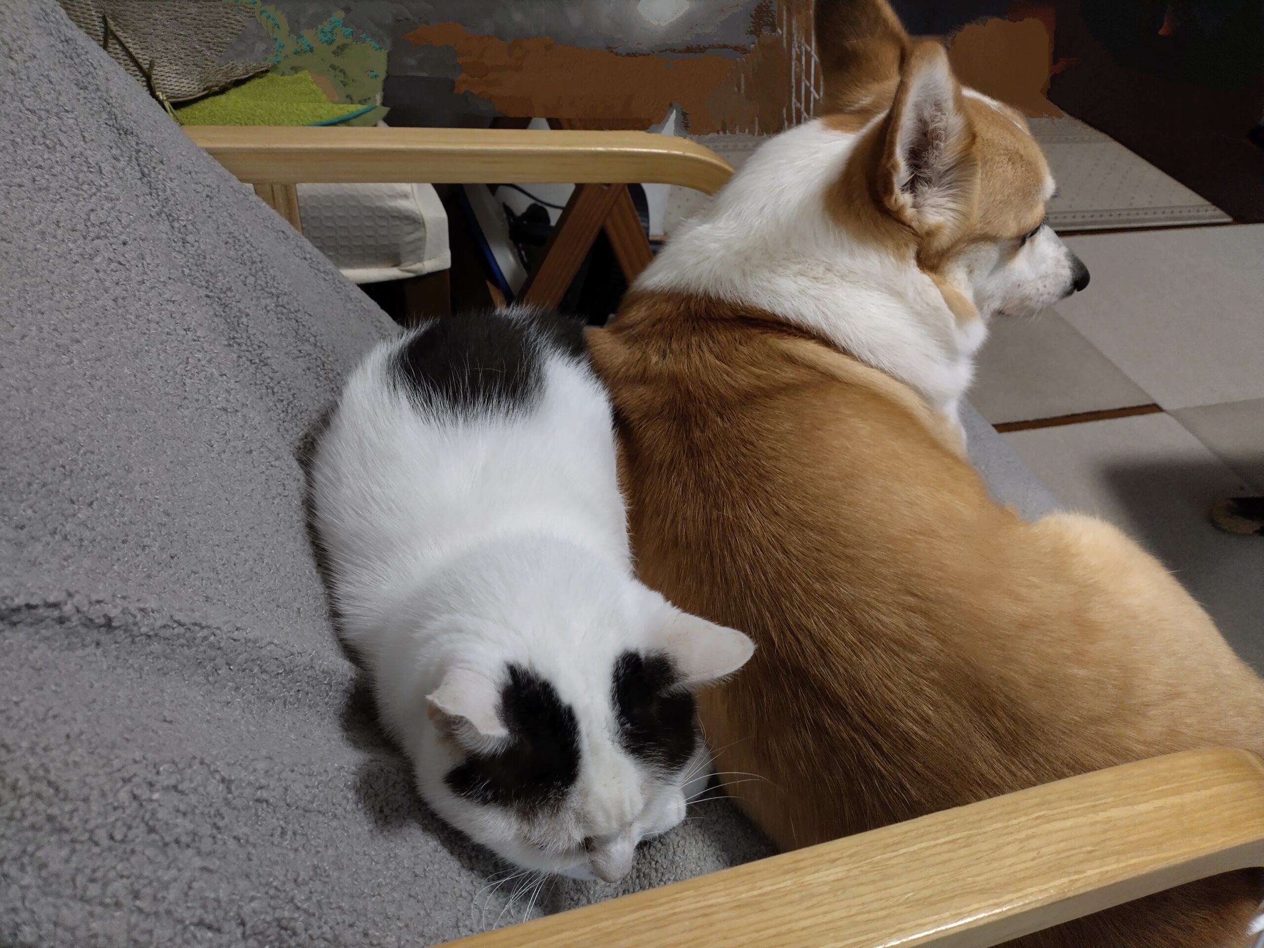 ウィッグオーダー】短足コーギーページ(2月11日使用) ウィッグオーダー