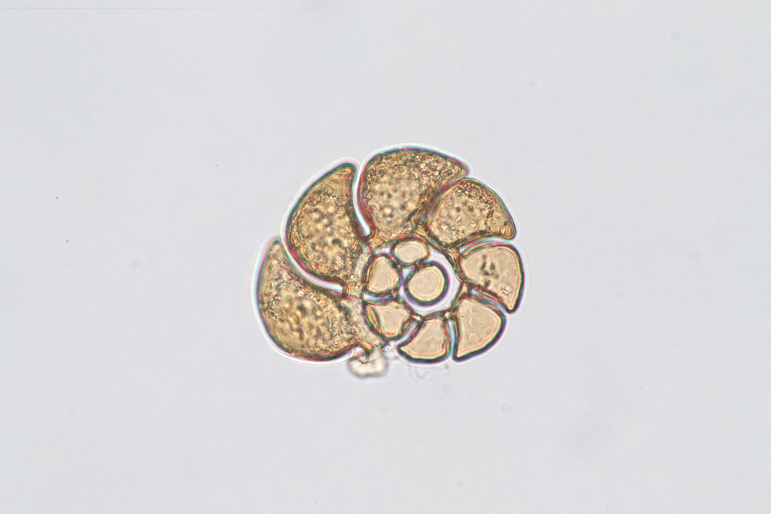 海域ベントス - 株式会社日本海洋生物研究所