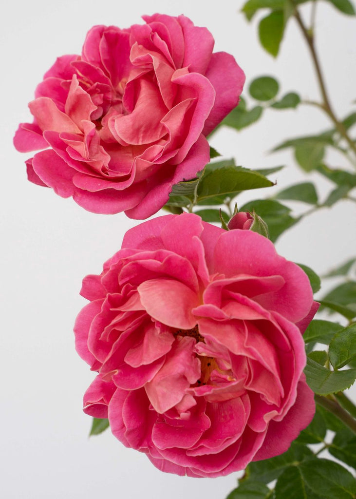 powerpuff-pink-rose-bare-root-