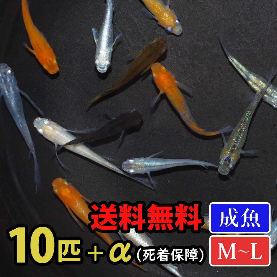 厳選メダカミックス （M～Lサイズ） 10匹+α 送料無料(一部地域除く