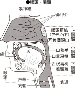 のどの構造とはたらき］｜家庭の医学｜時事メディカル｜時事通信の医療