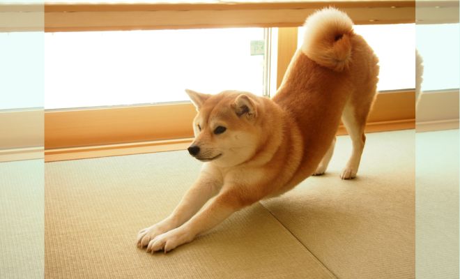 愛犬としつけ】犬の心の声を聞く〜カーミングシグナルと感情の読み方