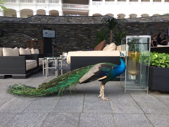 PEACOCK roam freely around the hotel grounds. - Picture of Capella