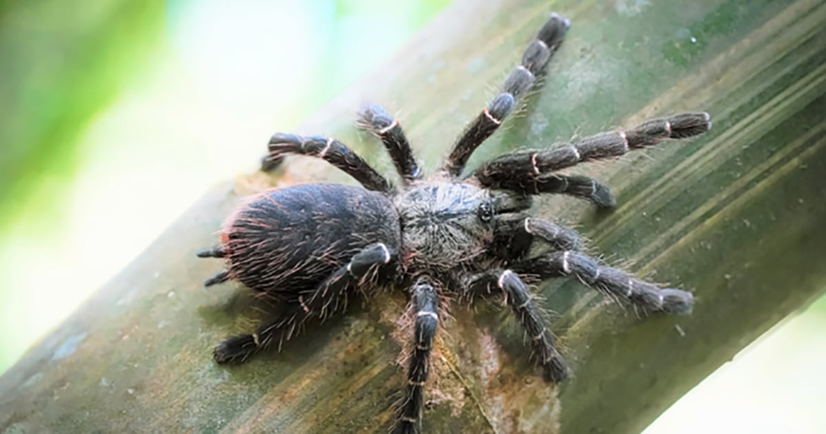 210121-tarantula-mn-1450-