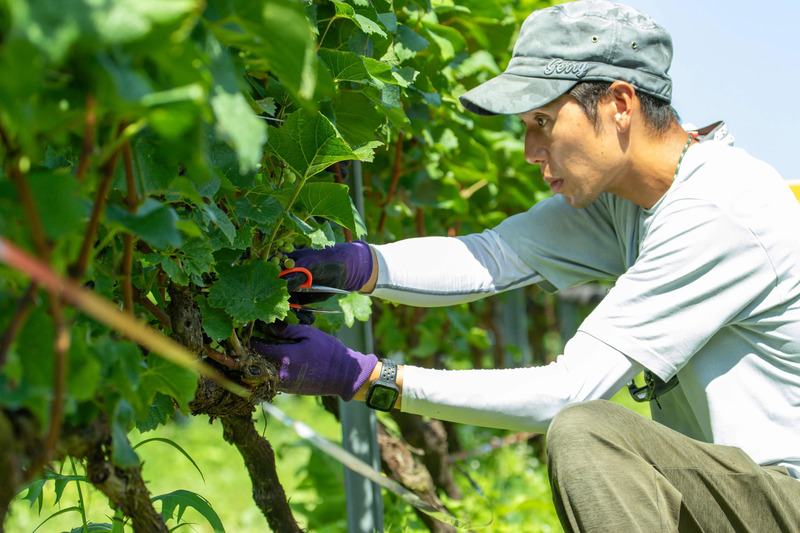 秋田駅で開催！「TOYOSHIMA FARMワイン＆ジュース テイスティング