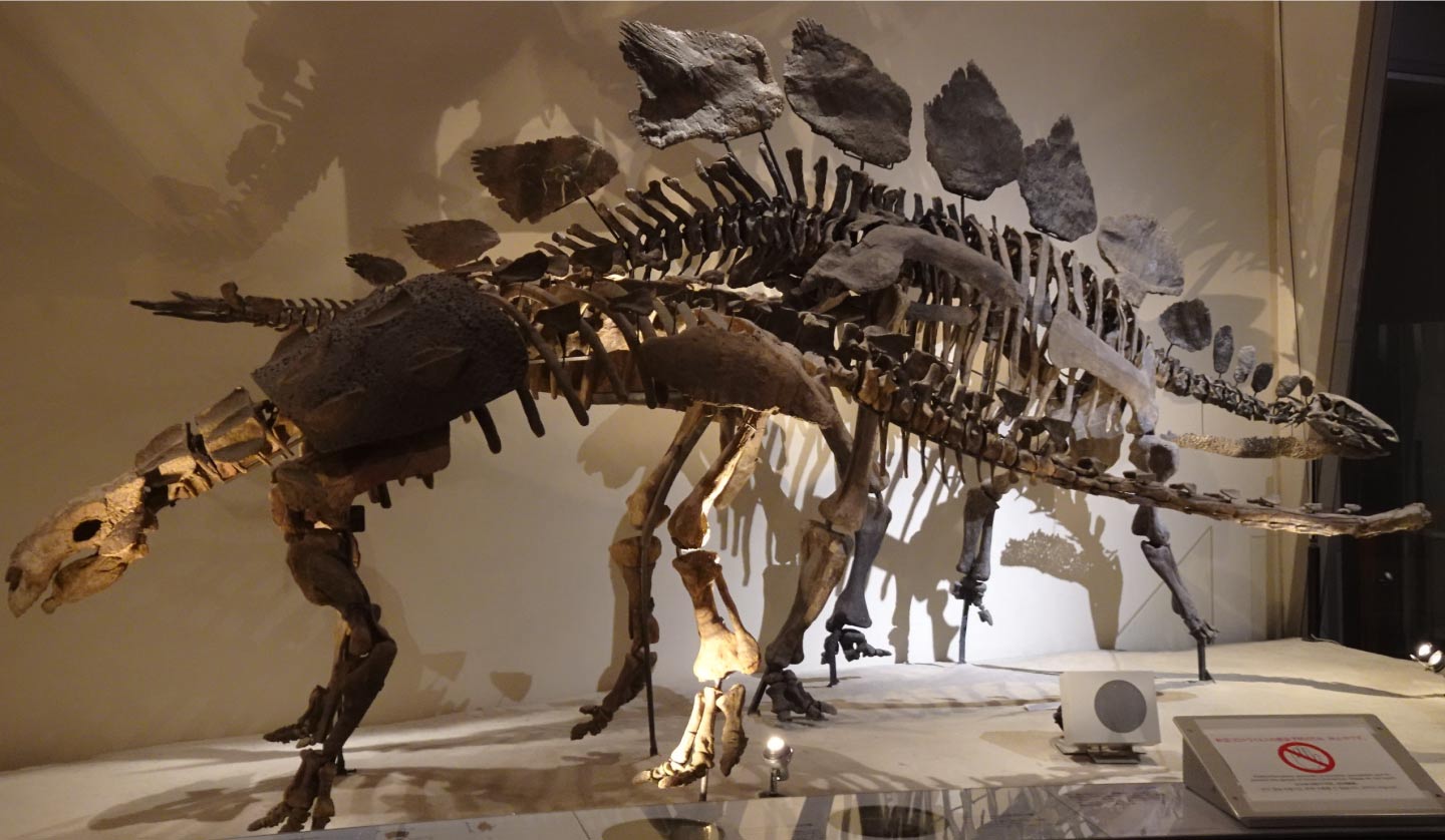 恐竜博2023の目玉！美しき鎧竜ズール】観察のポイントと、アンキロ