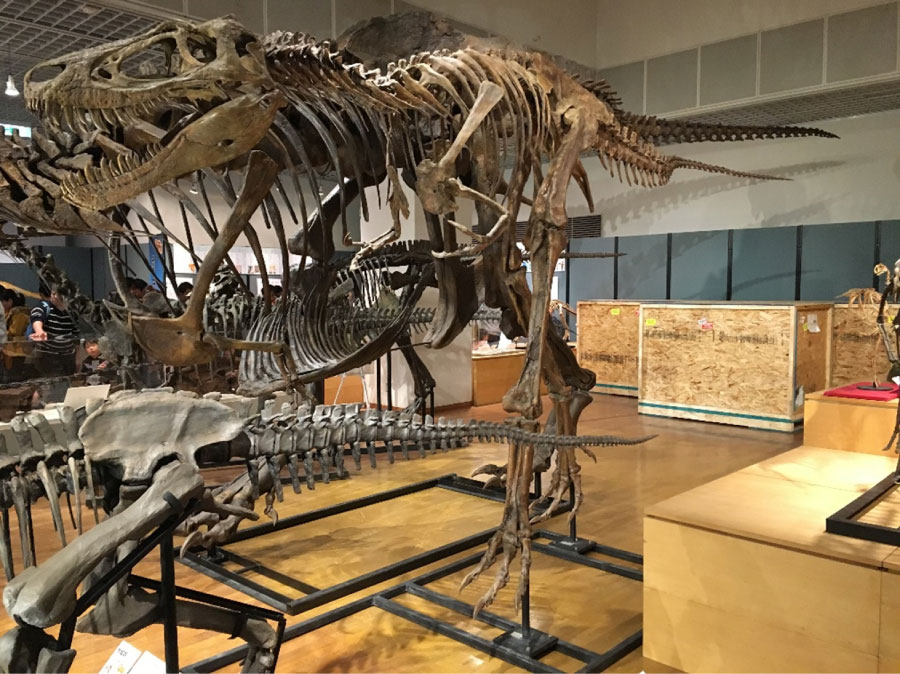 ティラノサウルスの若者？それとも別属？ 論争続くナノティラヌス