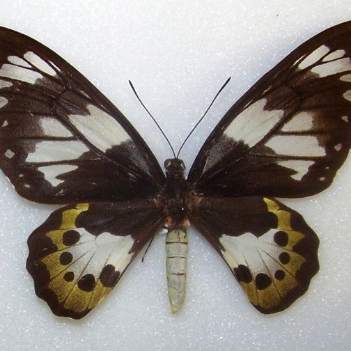 b01a4e57542bd29eb074a254deceb6